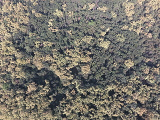 The forest Red forest. Landscape with a bird's eye view