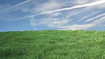 Meadow with grass and blue sky in the background