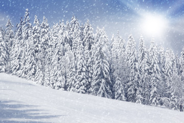 Winter Field and Trees