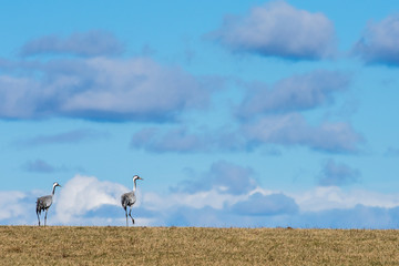 Fototapeta premium Cranes at Lake Hornborga during spring in Vastergotland, Sweden