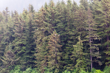 Fototapeta premium Two Eagles in Evergreens