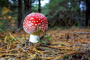 nice fly agaric mushrooms