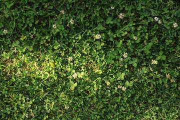 grass texture with white clover