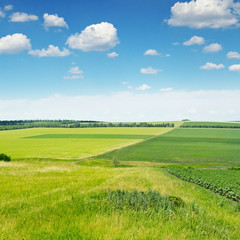 Fototapeta premium green field and blue sky with light clouds