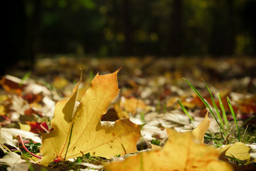 Dramatic sentimental and romantic autumn colors background