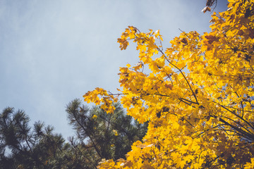 Fototapeta premium Dramatic sentimental and romantic autumn colors background