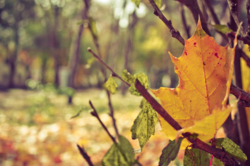 Dramatic sentimental and romantic autumn colors background