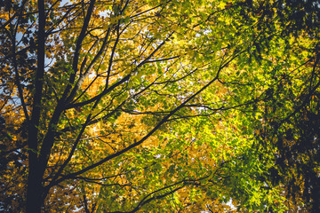 Dramatic sentimental and romantic autumn colors background