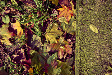 Dramatic sentimental and romantic autumn colors background