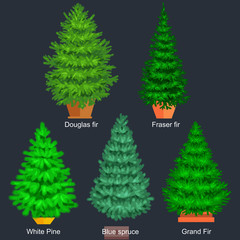 Set of potted christmas vector tree like fir or pine Blue spruce for New year celebration without holiday decoration, evergreen xmas plants