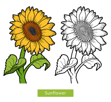 Coloring book, flower Sunflower