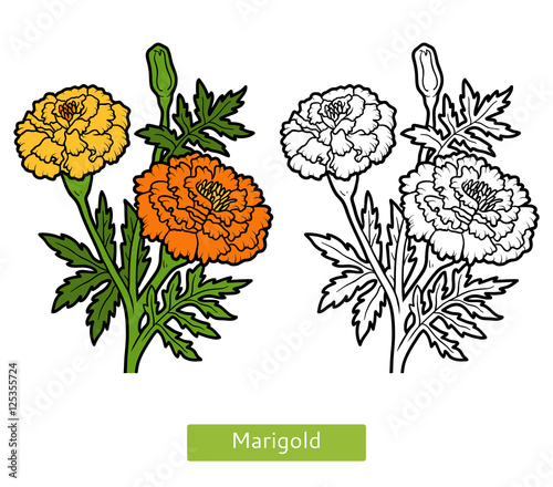 “Coloring book, flower Marigold” Stock image and royalty-free vector