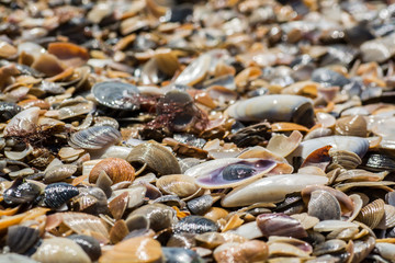 Shells on the beach in the sand