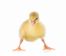 Cute little newborn gosling looking up, isolated on a white background. Portrait of newly hatched goose on a chicken farm.