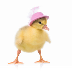 Cute little newborn gosling in pink hat, isolated on a white background. Portrait of newly hatched goose on a chicken farm.