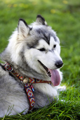 dog Husky on the grass