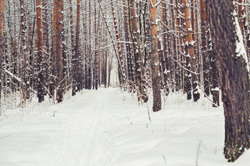 Fototapeta premium pine forest, winter