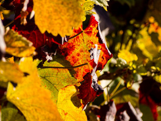 Weinberg im Herbst