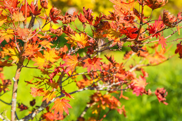 Autumn leaves