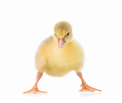 Cute little newborn gosling looking up, isolated on a white background. Portrait of newly hatched goose on a chicken farm.