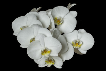 Fototapeta na wymiar Orchid white on black