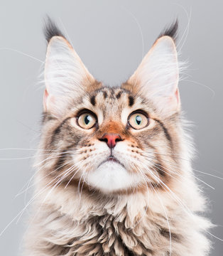Portrait of domestic black tabby Maine Coon kitten - 5 months old. Close-up studio photo of funny striped kitty looking up. Cute young cat on grey background.
