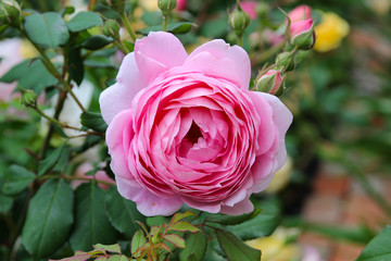 Obraz premium Pink English Rose 