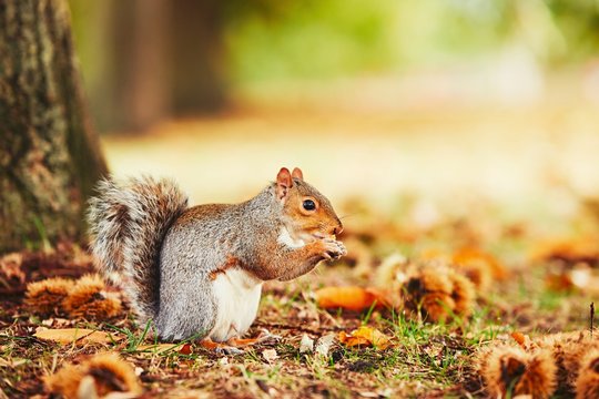 Cute Squirrel In Autumn Scene