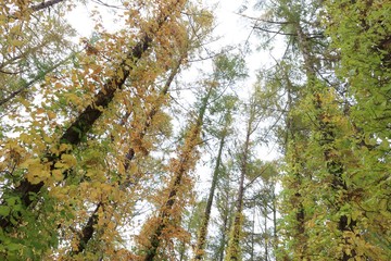 北海道　秋のカラマツの森