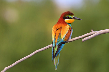 colored bird on green background