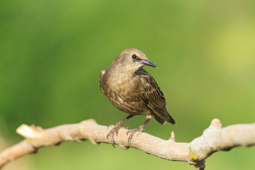 Starling curiously looks in the frame