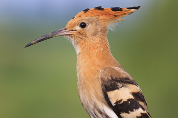 Upupa epops portrait on a green background