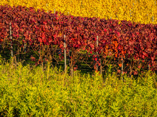 Weinberge im Herbst