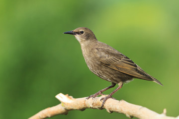 Starling sits on a dry branch   green background