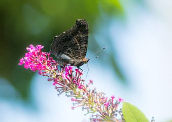Peacock butterfly on a buddleia blossom
