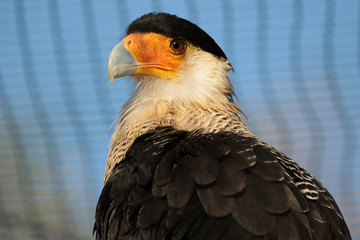 Rapace