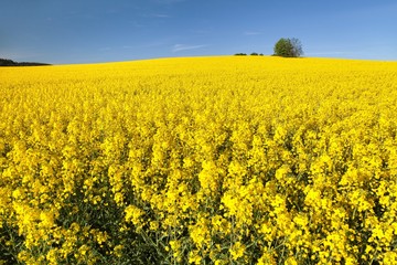 Fototapeta premium golden field of flowering rapeseed with blue sky