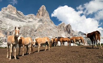 Naklejka premium Horses and cow under Monte Pelmo