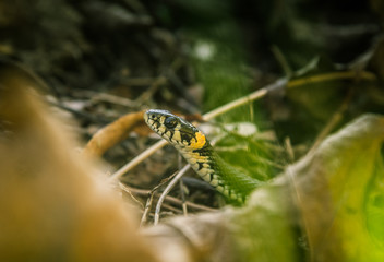 Fototapeta premium A beautiful grass snake in autumn leaves