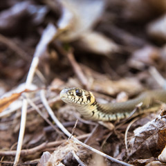 A beautiful grass snake in autumn leaves