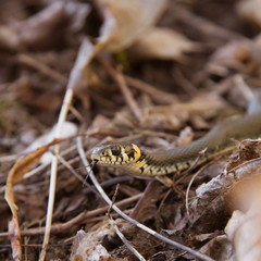 A beautiful grass snake in autumn leaves