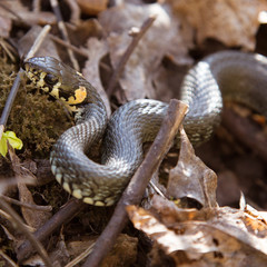 A beautiful grass snake in autumn leaves
