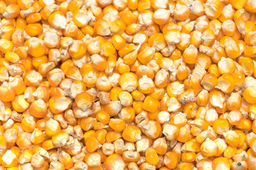 Corn seeds background.