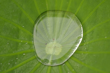 Water drop on lotus leaf in nature