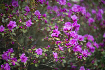 Wild rosemary 