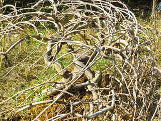 Dry twisted tree on a green meadow