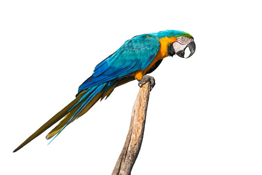 Blue-and-yellow macaw profile isolated on white