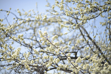 Blossoming apple 