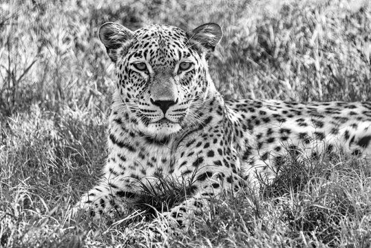 Leopard sitting head closeup in black and white