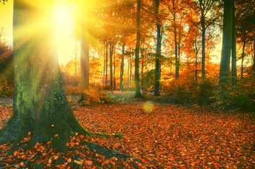 Obraz premium Autumn forest landscape covered by fallen leaves